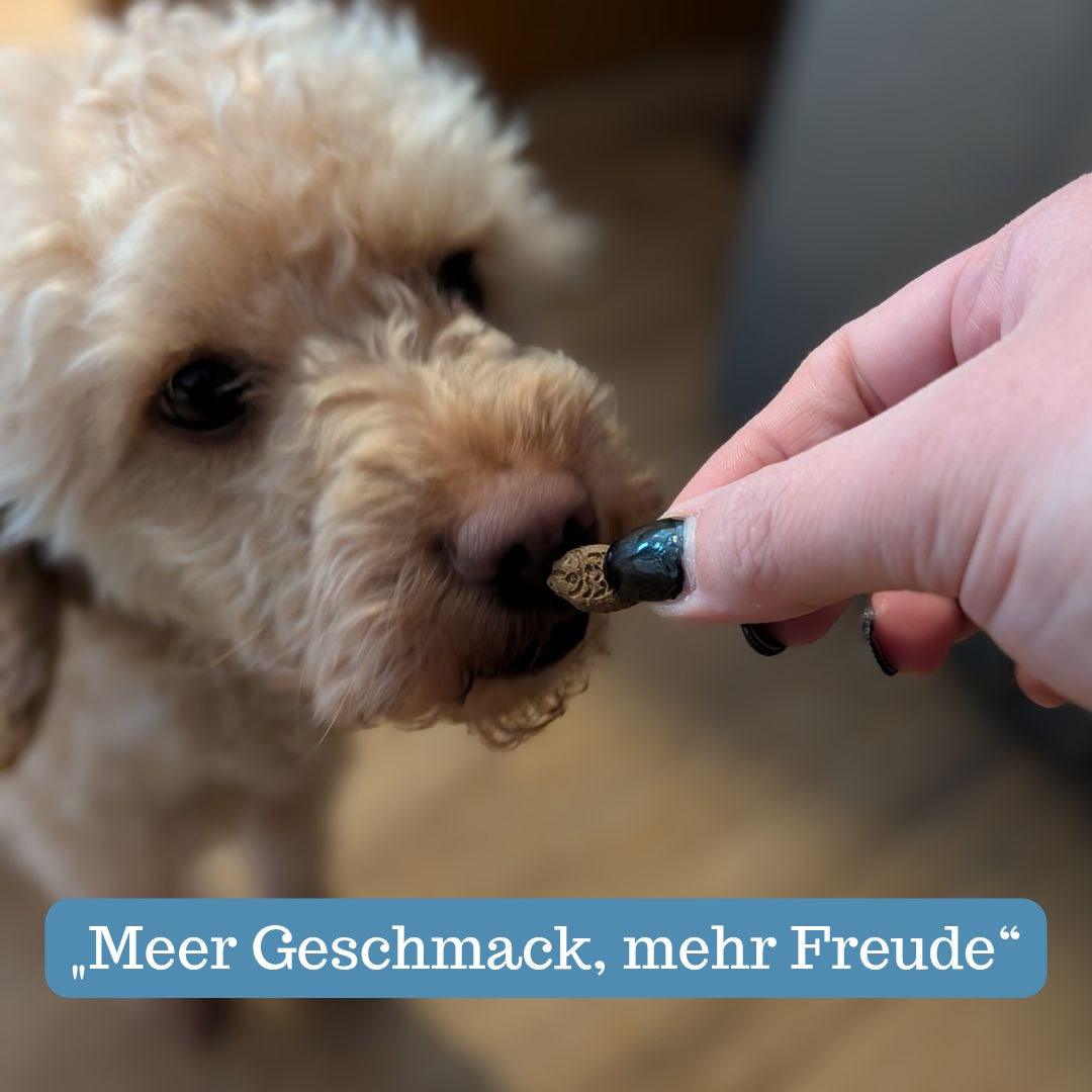 Fischliebhaber Bundle 5er