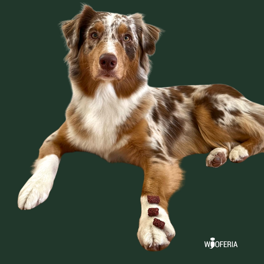 Insekten Trainingssnack