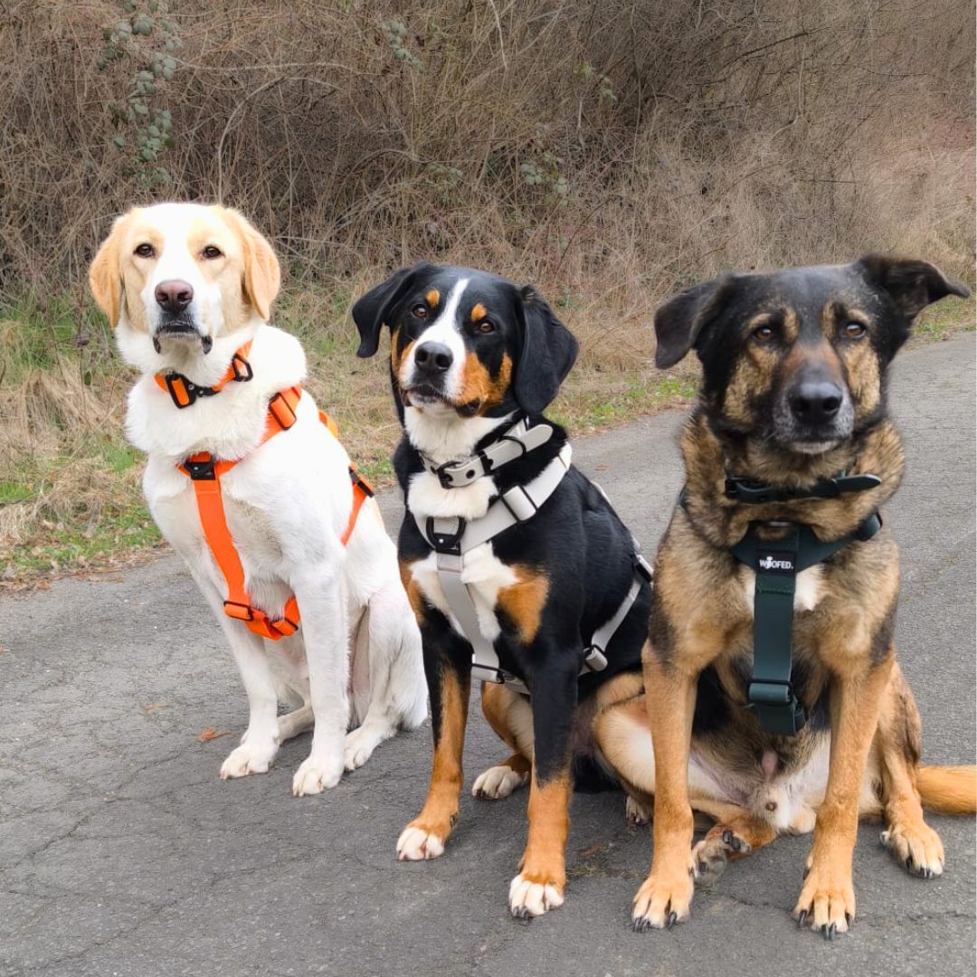 Y-Hundegeschirr WOOFLEX® 4fach-verstellbar mit Griff und Sicherheitsschnallen Hunting Green - wasserfest
