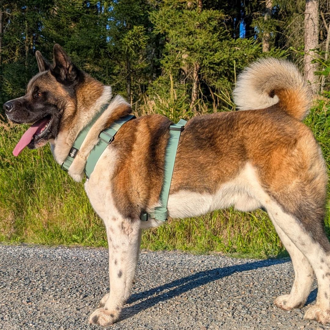 Y-Hundegeschirr WOOFLEX® 4fach-verstellbar mit Griff und Sicherheitsschnallen Jade Green - wasserfest