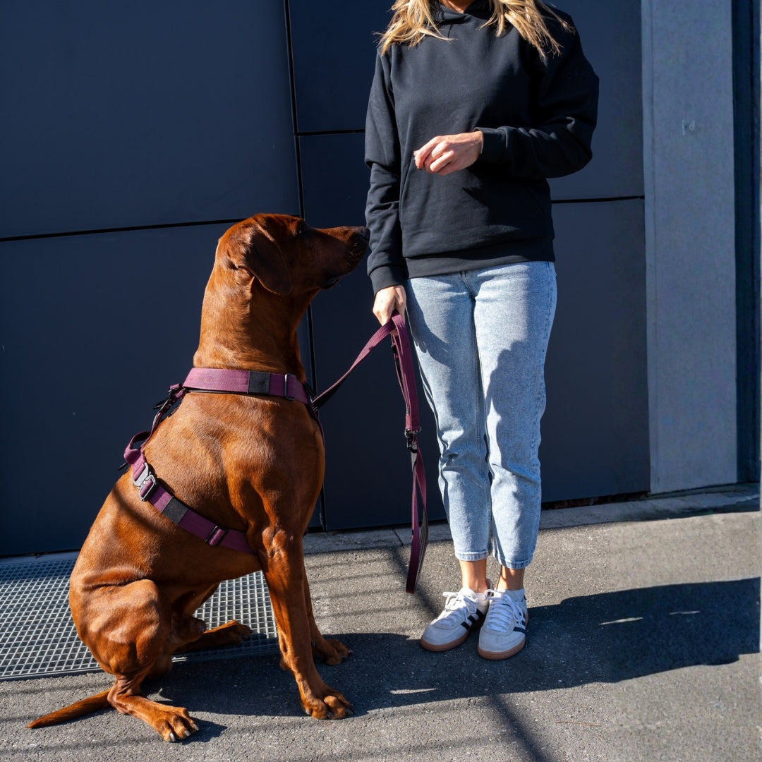 Y-Hundegeschirr 4fach-verstellbar mit Griff und Sicherheitsschnallen Bordeaux - ultraleicht