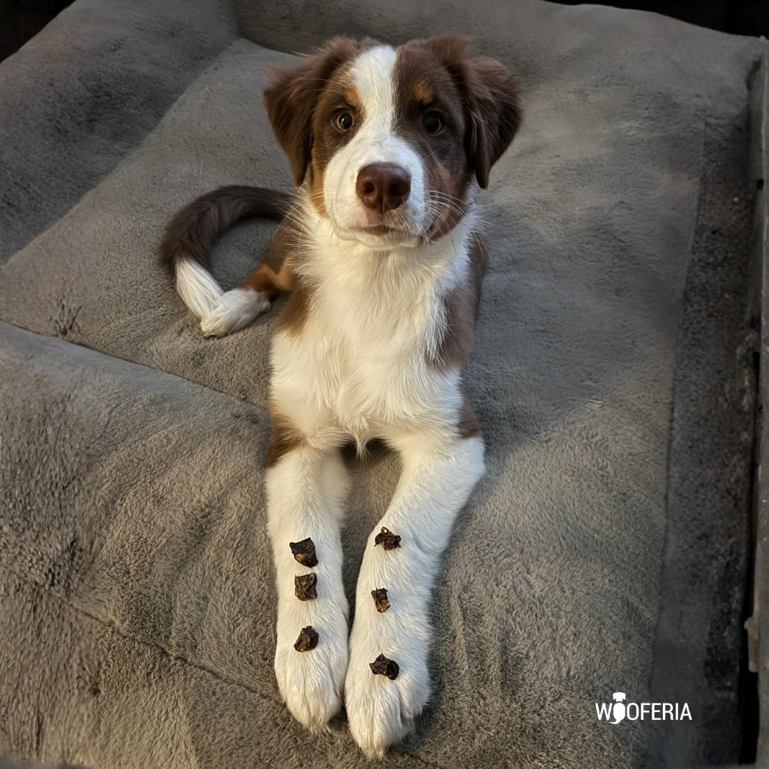 Rinderlunge Trainingshappen