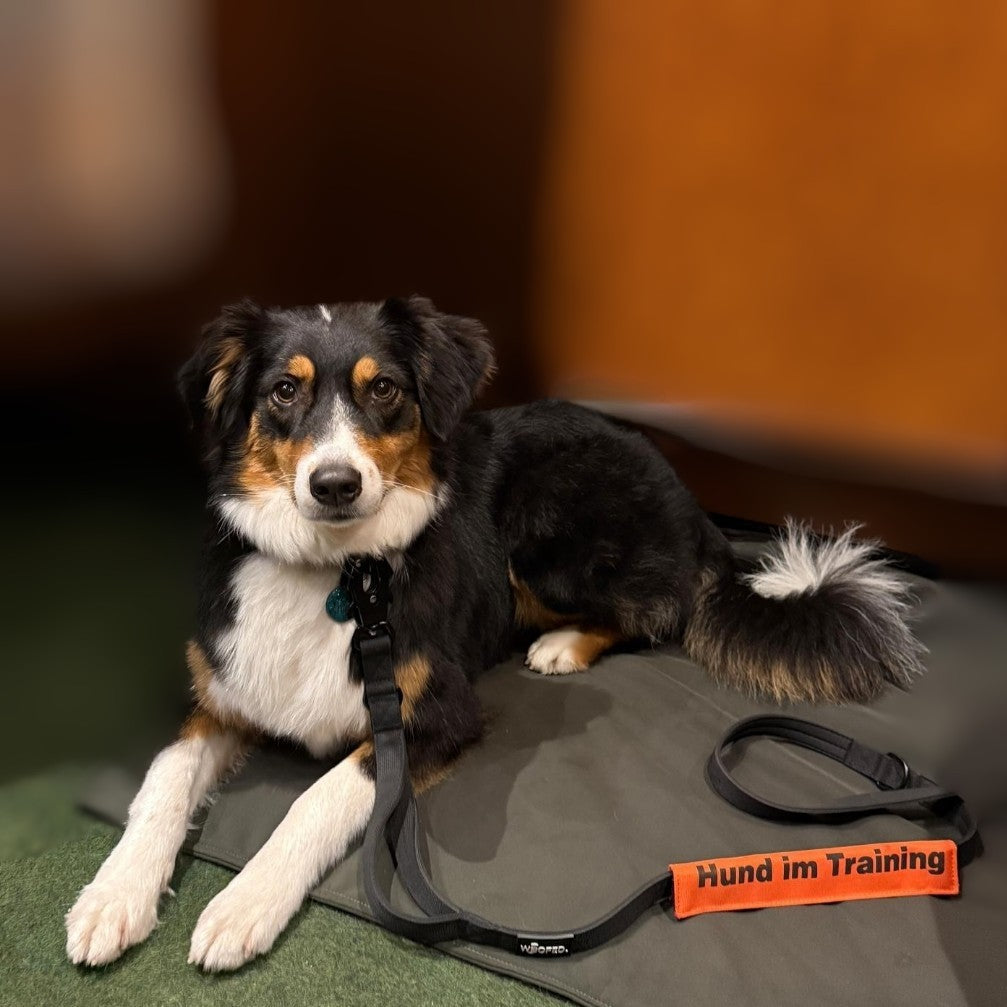 Leinen Banderole "Hund im Training"