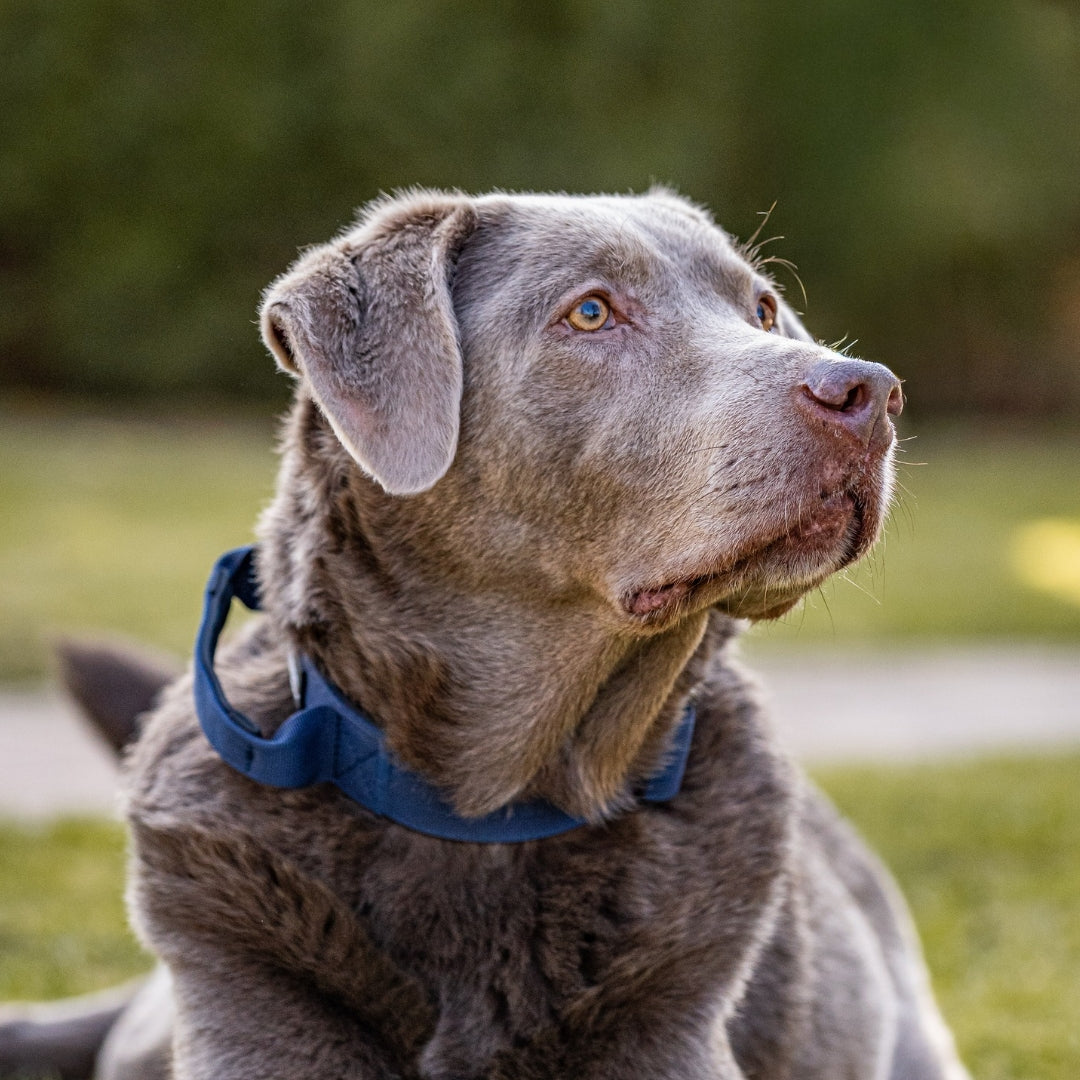 Seitliche Nahaufnahme eines grauen Hundes mit midnight-blauem, gepolstertem Nylon-Halsband mit Griff, Blick nach rechts