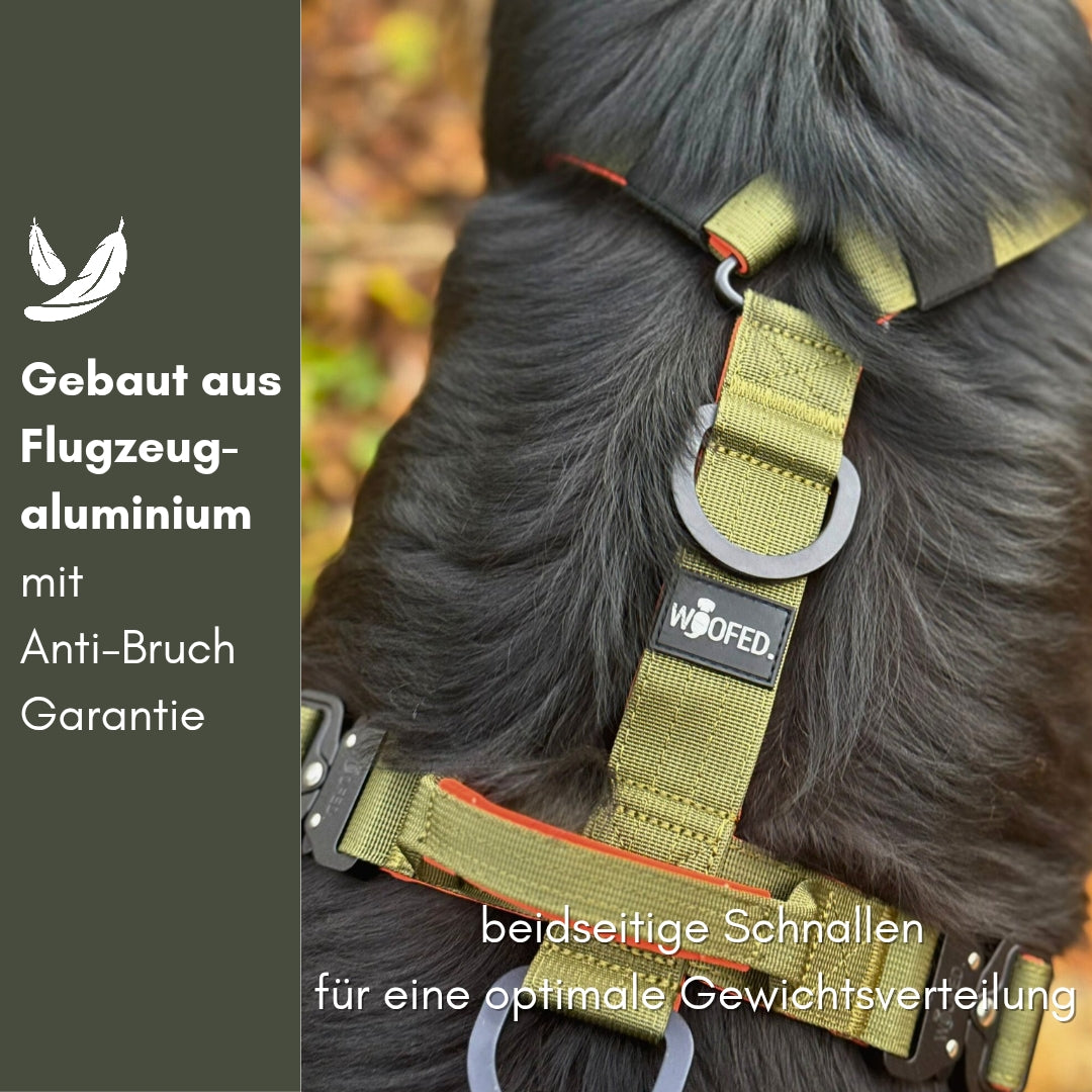 Nahaufnahme eines olivgrünen Y-Hundegeschirrs mit Metallringen, orangefarbener Kante und Schnallen auf schwarzem Hundefell