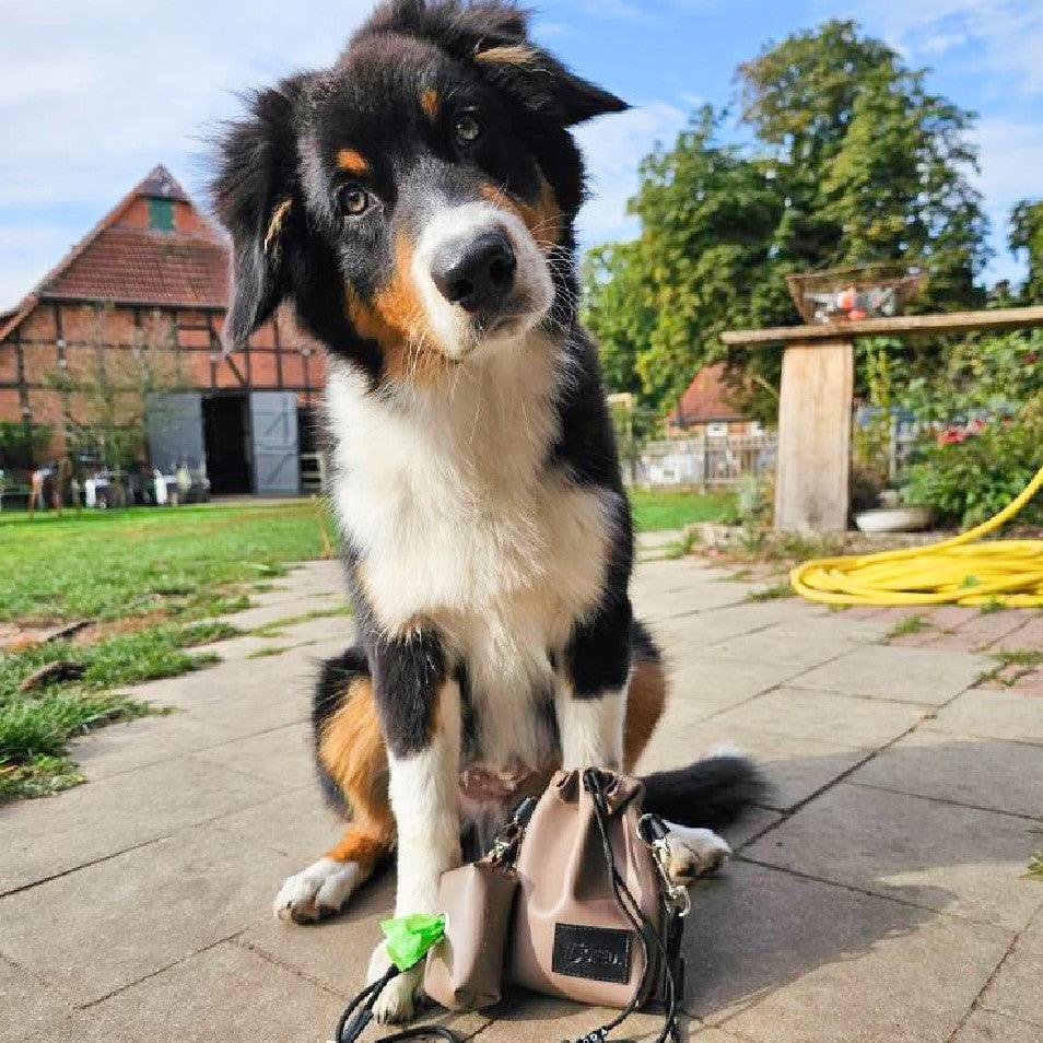 Dreifarbiger Hund mit schiefem Kopf, im Vordergrund taupe Leckerlibeutel Muddy mit grünem Kotbeutelspender auf Terrasse