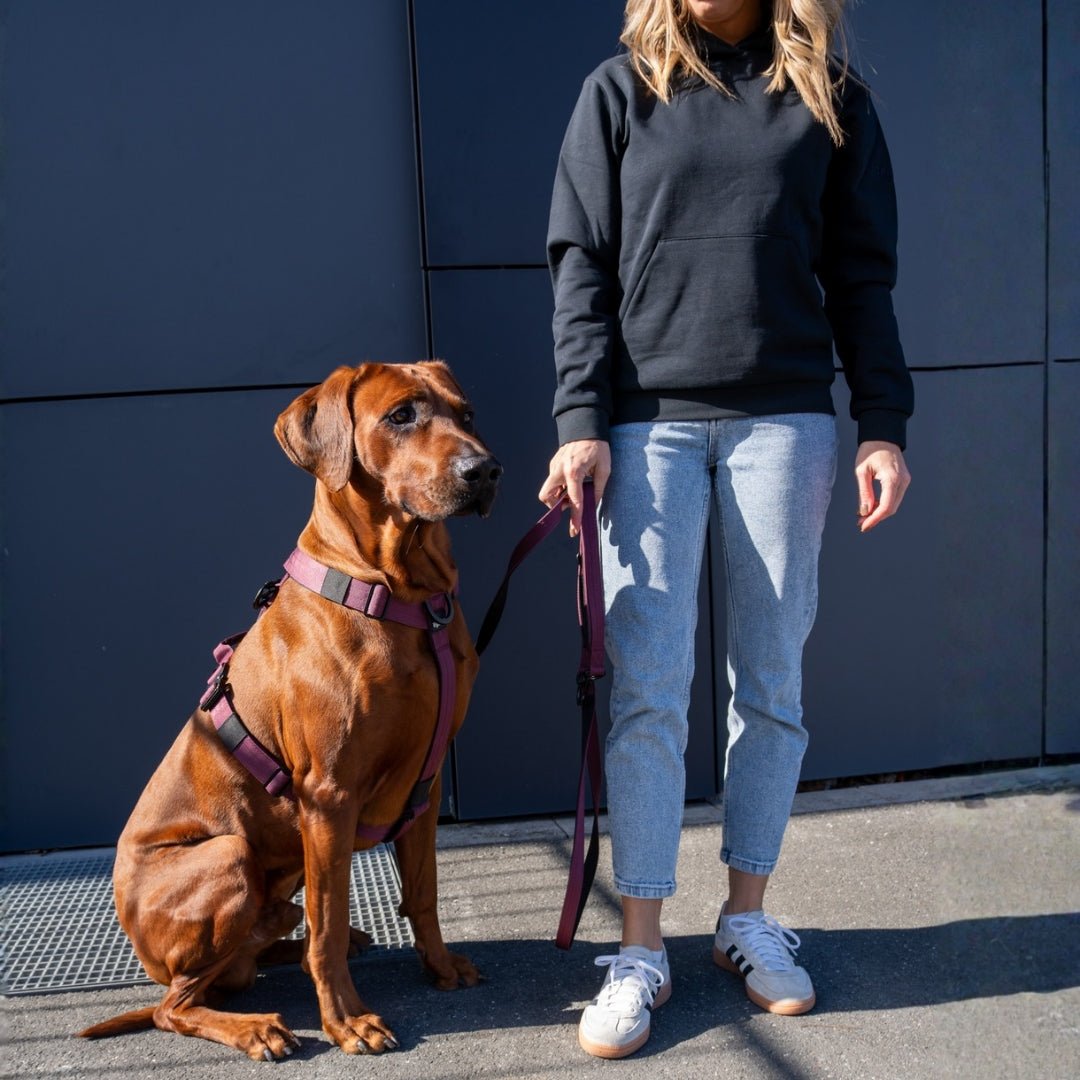 Großer brauner Hund sitzt im bordeauxfarbenen Y-Geschirr mit Griff, seitliche Ansicht neben Person vor dunkler Wand