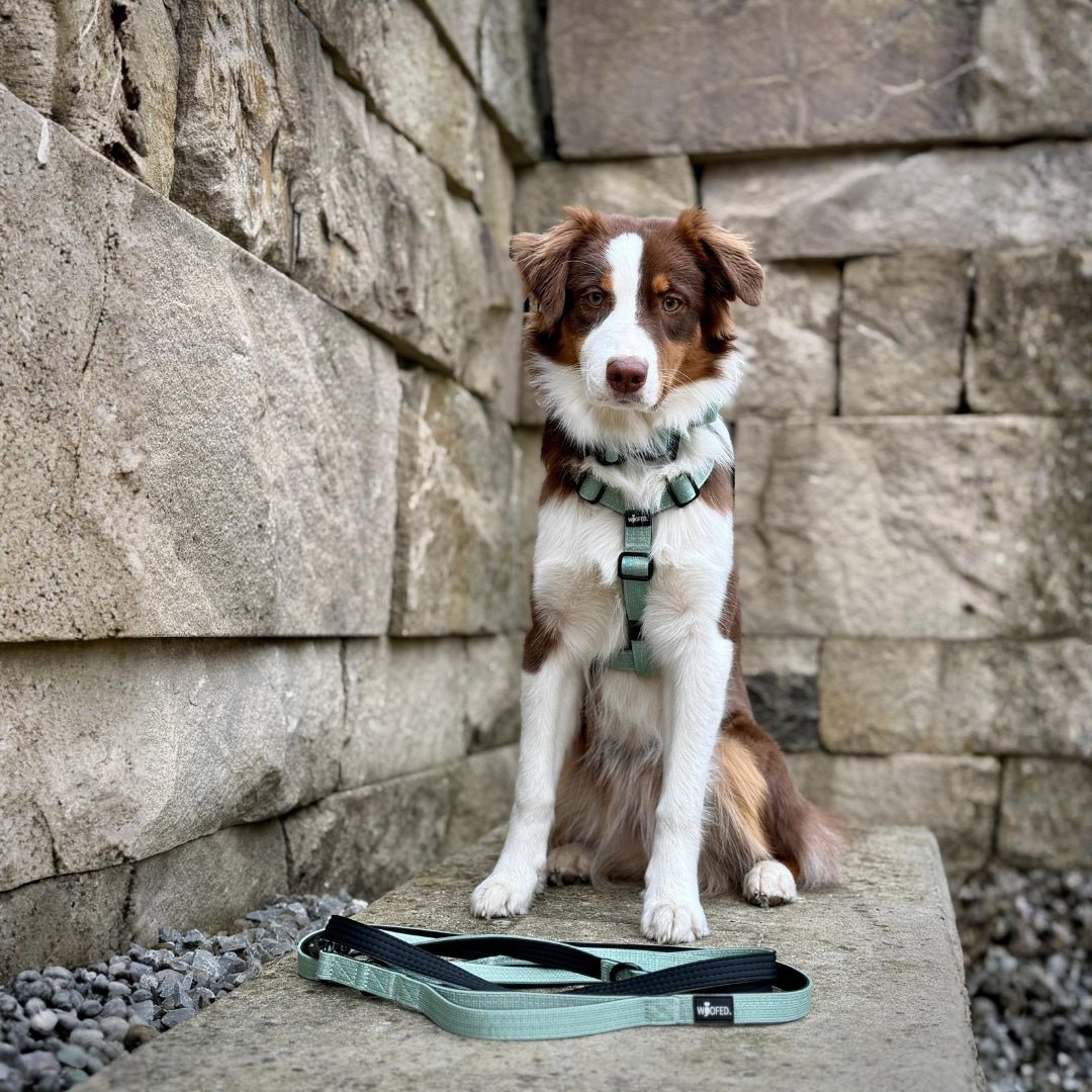 Braun-weißer Hund frontal sitzend mit sagegrünem Y‑Geschirr und passender Leine auf Steinbank vor Natursteinmauer