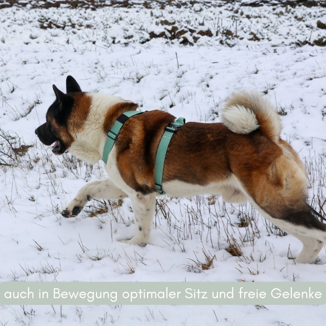 Seitenansicht eines laufenden Hundes im Schnee mit sagegrünem Y-Hundegeschirr, sichtbare Rücken- und Brustgurte