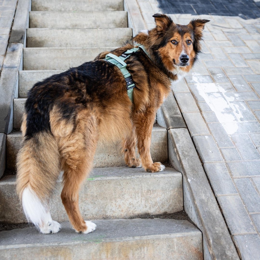 Brauner Hund auf Treppe trägt sagegrünes Y‑Hundegeschirr mit Haltegriff und schwarzen Schnallen, 3/4‑Rückenansicht