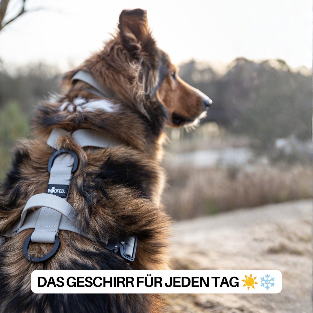 Langhaariger Hund in 3/4-Rückenansicht mit sandfarbenem WOOFLEX-Geschirr, sichtbare schwarze Ringe und Griff, unscharfer Seeh