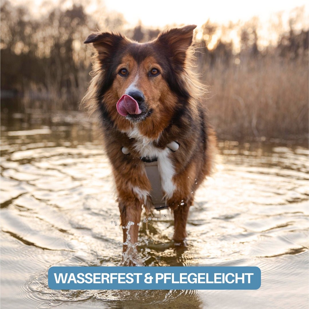 Brauner Hund frontal im seichten Wasser mit beige WOOFLEX-Hundegeschirr (Desert Sand), Haltegriff sichtbar, Zunge leckt