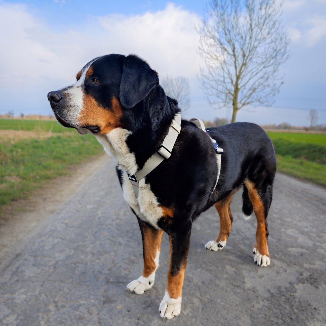 Großer dreifarbiger Hund in Seitenansicht trägt sandfarbenes WOOFLEX Hundegeschirr auf Feldweg