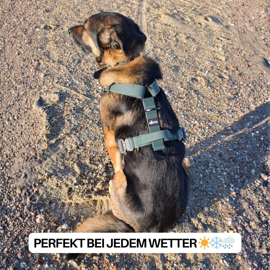 Sitzender Hund am Strand mit grünem Y-Geschirr (Hunting Green), sichtbarer Haltegriff, Rücken-D-Ring und seitliche Verschlüs