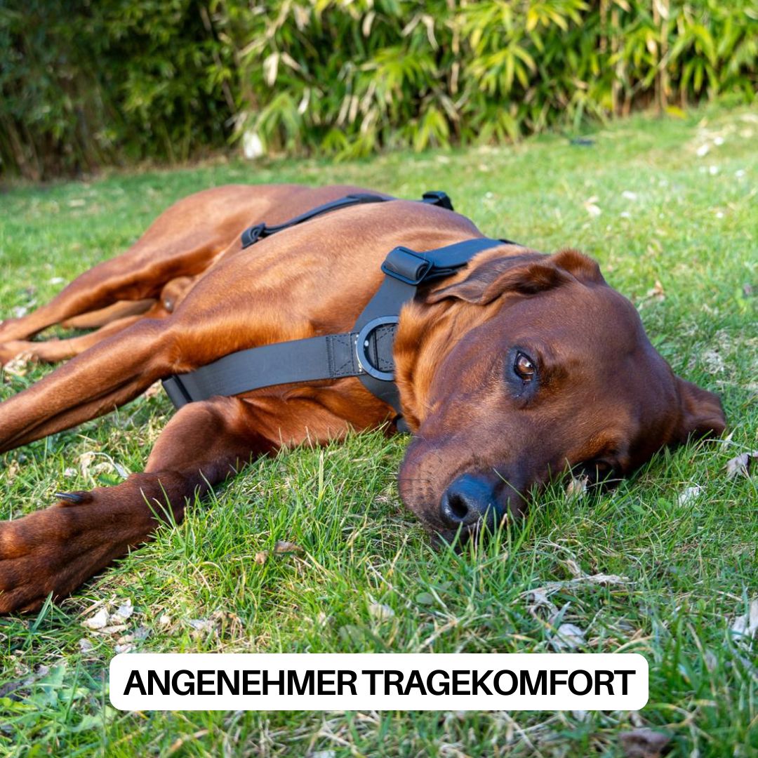 Y - Hundegeschirr WOOFLEX® 4fach - verstellbar mit Griff und Sicherheitsschnallen Phantom Black - wasserfest - WOOFED.