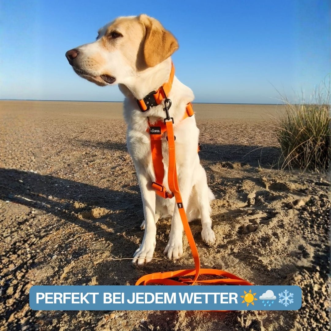 Y - Hundegeschirr WOOFLEX® 4fach - verstellbar mit Griff und Sicherheitsschnallen Sunset Orange - wasserfest - WOOFED.