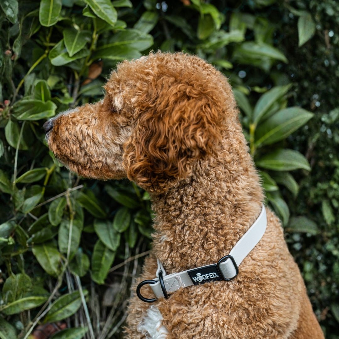 Zugstopphalsband WOOFLEX® Desert Sand - WOOFED.