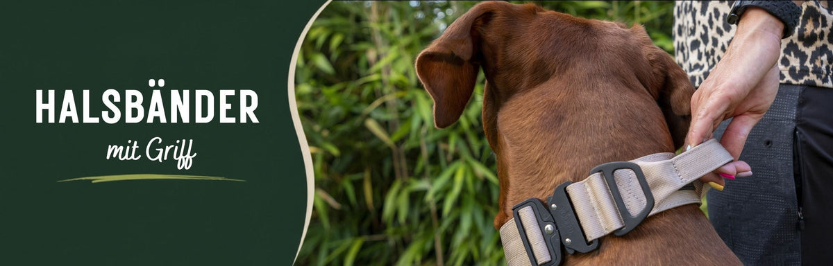 Halsbänder mit Griff für Hunde - Ridgeback mit Frau mit Griff im Halsband