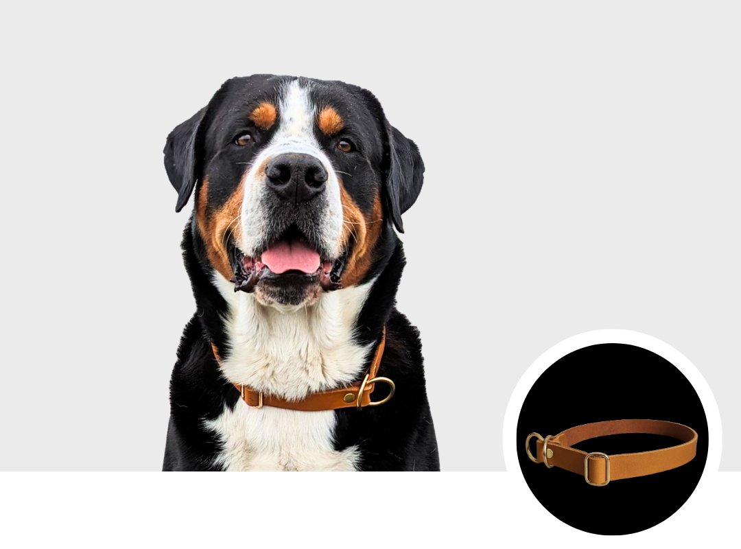 Halsband Leder - WOOFED.