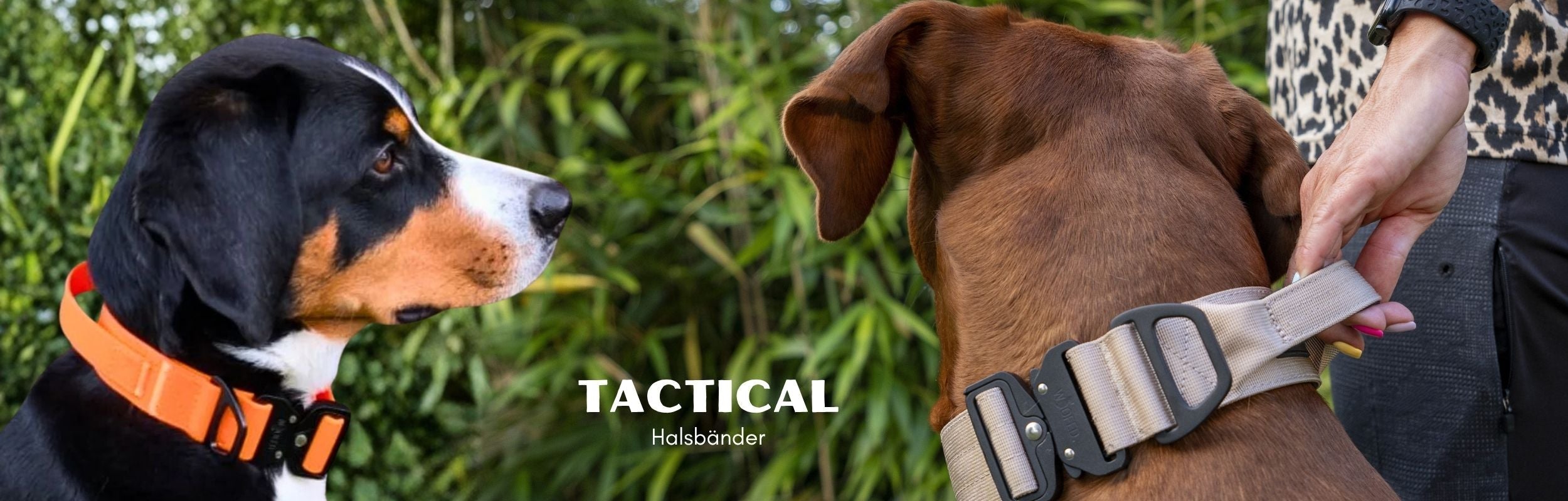 taktische Halsbänder mit Griff mit 2 Hunden - Appenzeller und Ridgeback