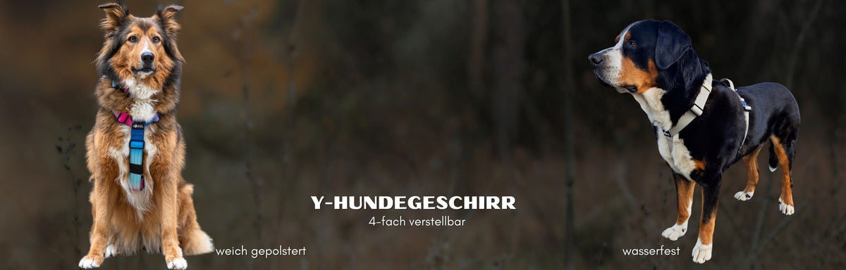 Hunde mit wasserfestem WOOFLEX® und gepolstertem Y-Hundegeschirr beim Spaziergang 