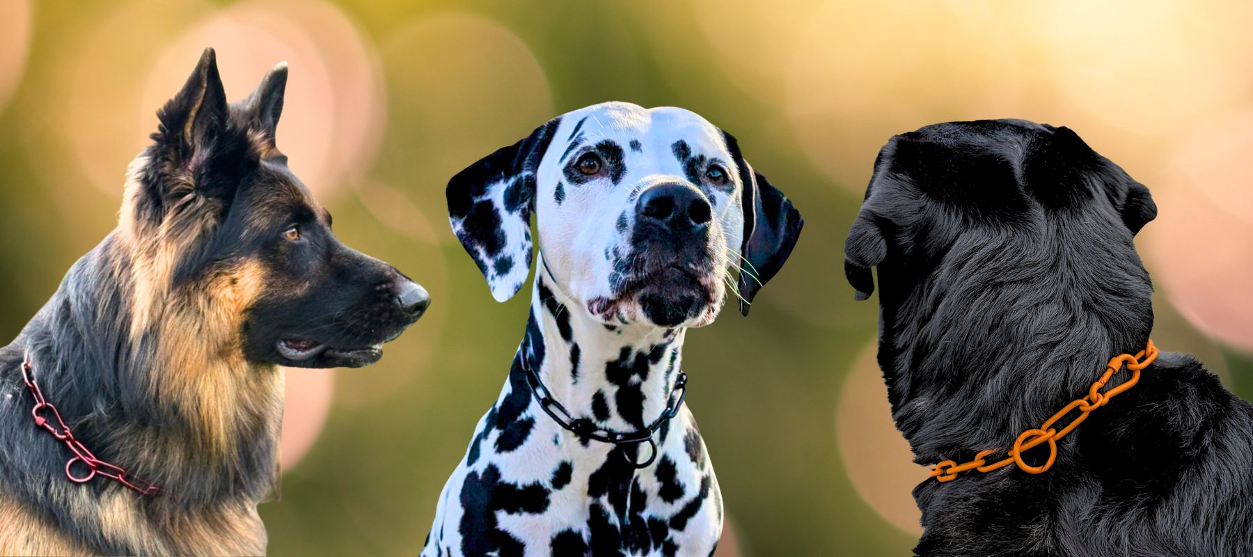 Kettenhalsband aus Edelstahl an Dalmatiner, Schäferhund und Sennenhund 