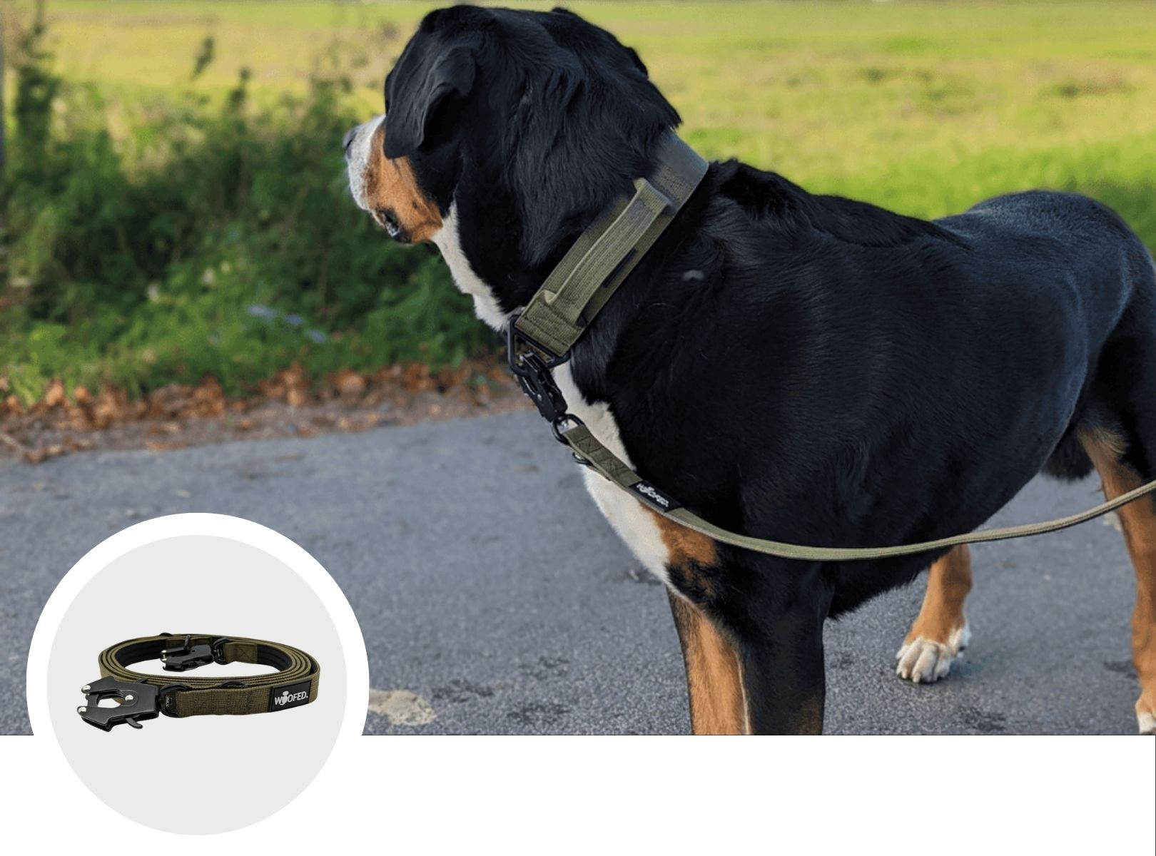Verstellbare Hundeleine mit Froschkarabiner an großem Hund 