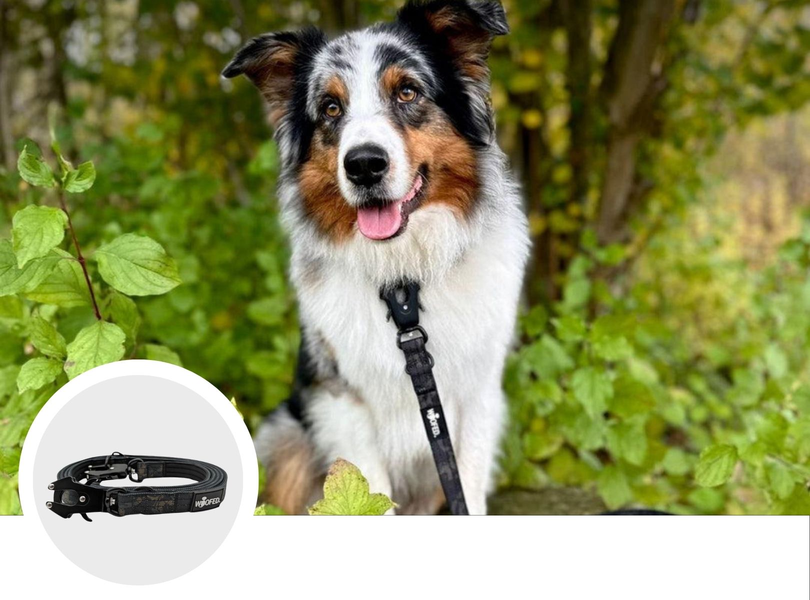 Verstellbare Hundeleine in Camo an Australian Shepherd 