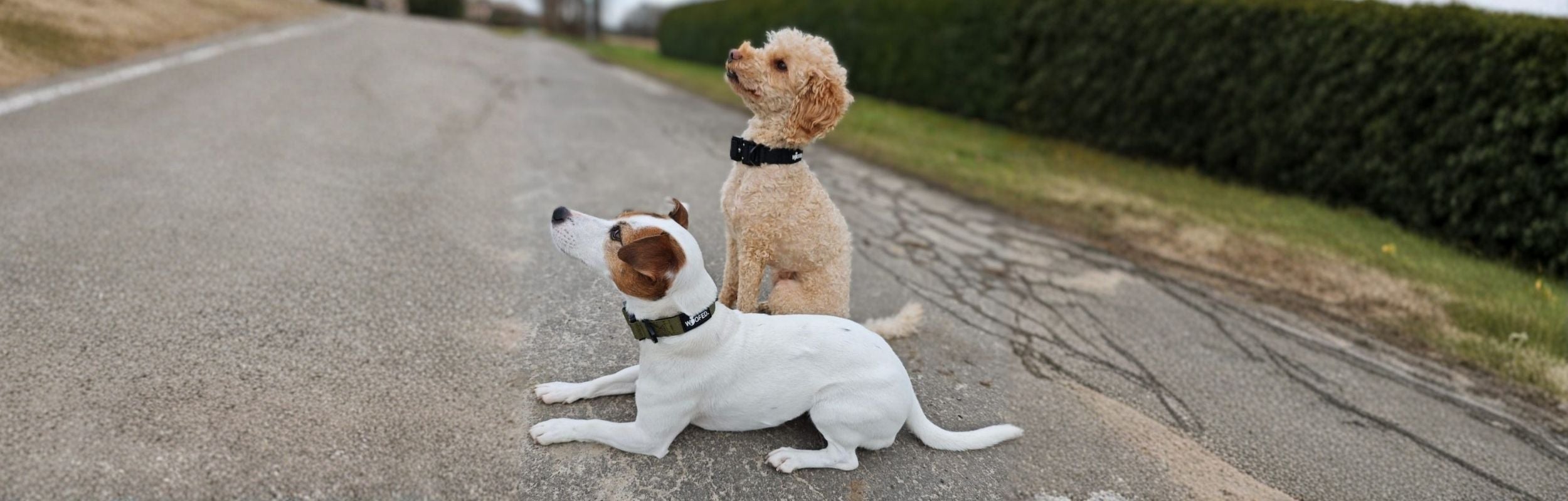 Pudel und Terrier mit taktischem Halsband für kleine Hunde 