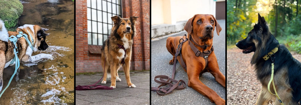 Neuheiten Halsbänder Leinen und Spielzeuge für Hunde 
