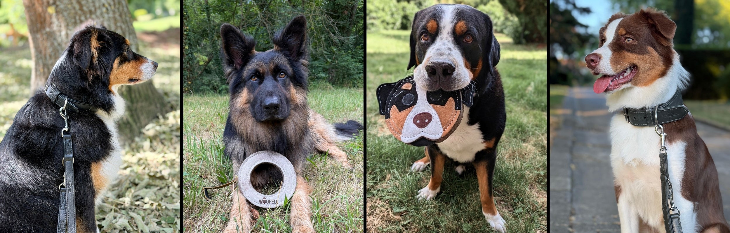 Neuheiten Halsbänder Leinen und Spielzeuge für Hunde 