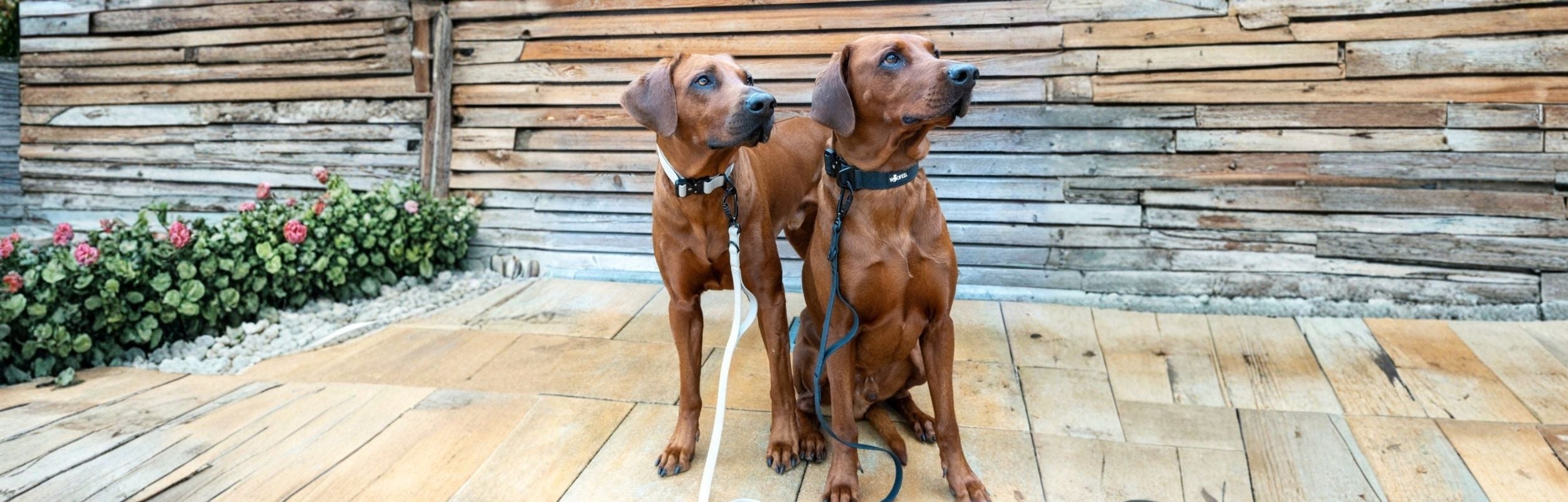 Ridgebacks mit Hundeleine mit Sicherheitskarabiner in Beige 
