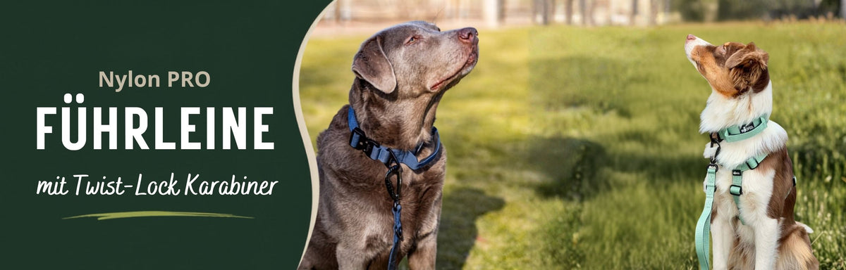 Labrador und Australian Shepherd mit verstellbarer Nylon Hundeleine mit Twist Lock Karabiner 