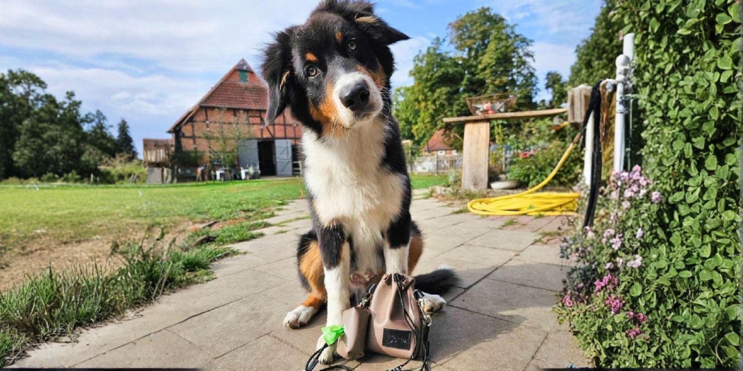 Brauner Leckerlibeutel mit Kotbeutelspender vor Hund in der Natur 