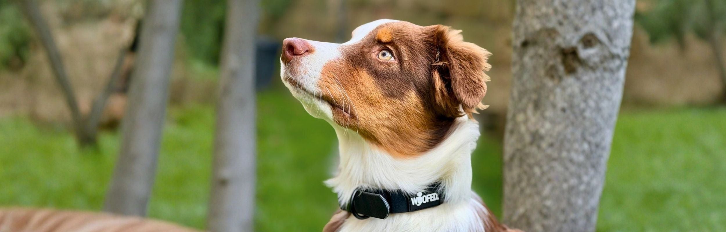 Wasserfestes schwarzes Halsband an Australian Shepherd 
