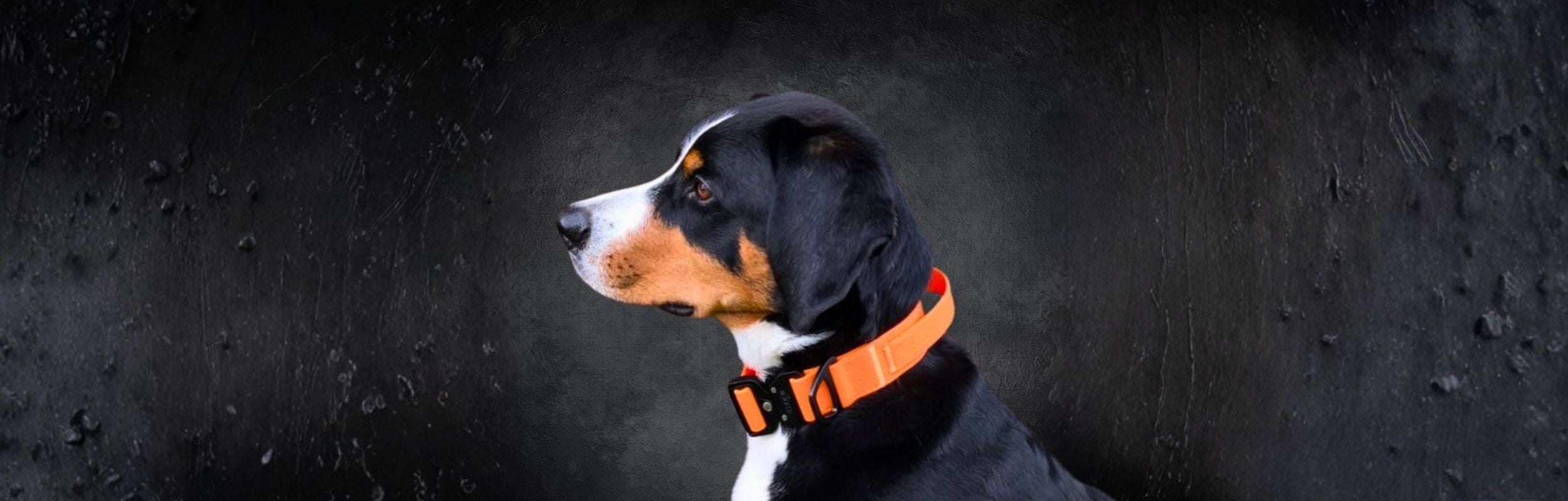 Wasserfestes taktisches Hundehalsband mit Griff in orange an Sennenhund 