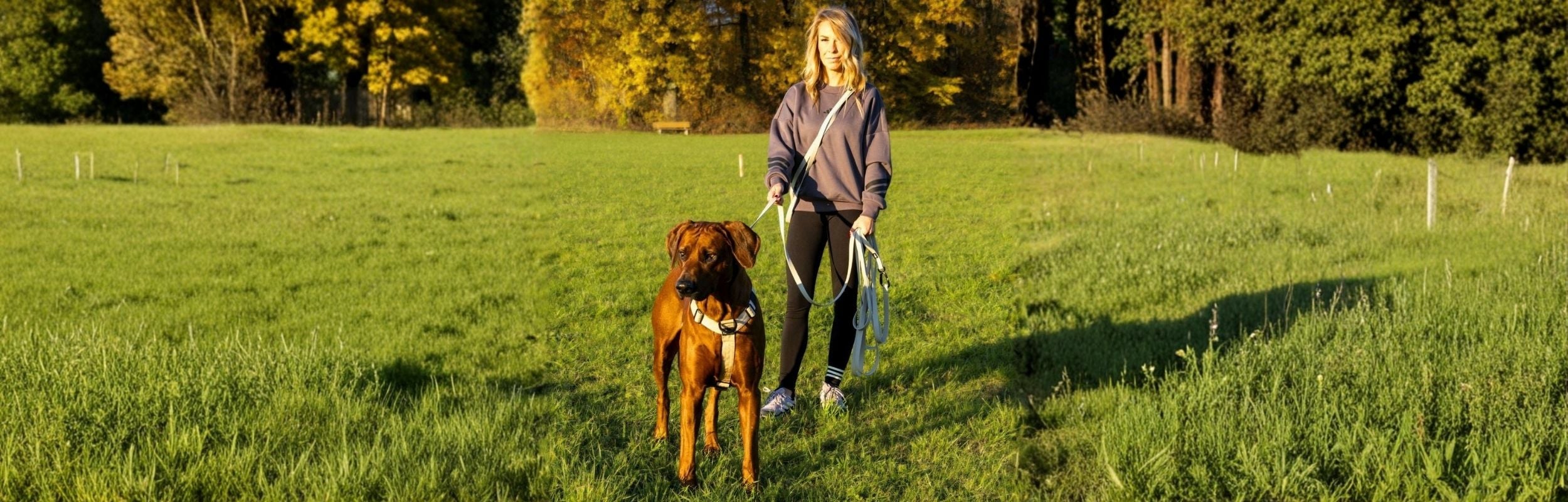 Ridgeback mit wasserfester Schleppleine - perfekt für aktive Hunde 