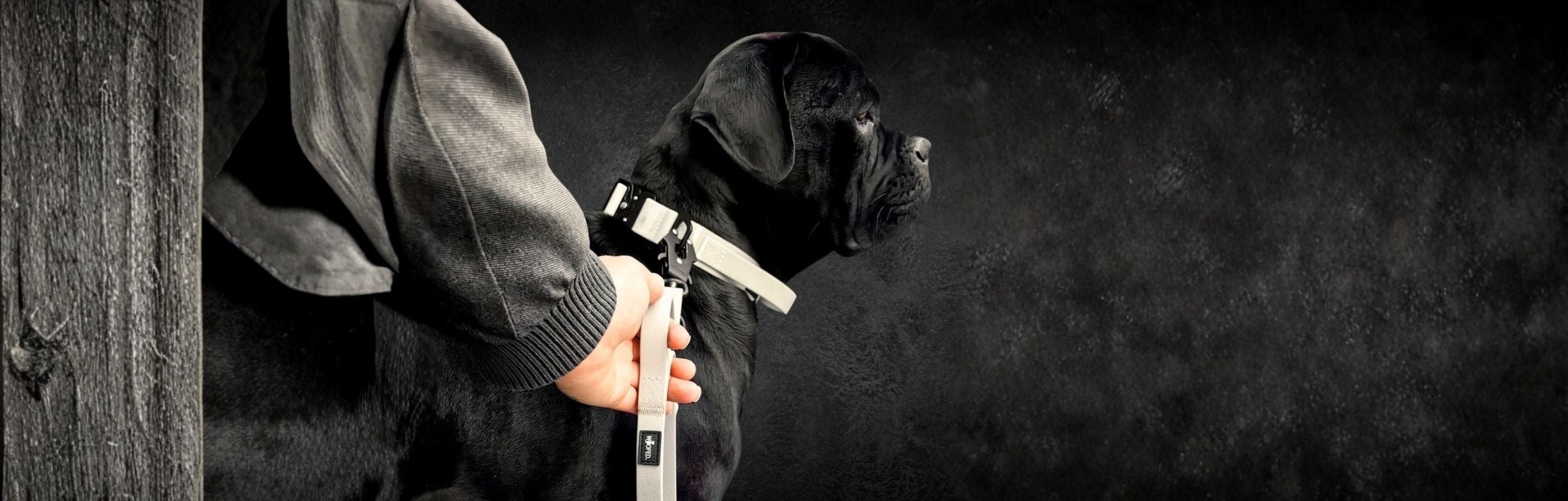Cane Corso mit verstellbarer Hundeleine mit Froschkarabiner 