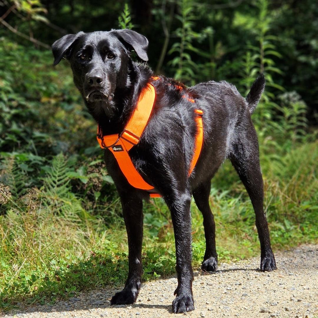 Nylon Tactical Hundegeschirr in Orange, stufenlos verstellbar, weich gepolstert, Brust- und Rückenringe, taktische Sicherheitsverschlüsse