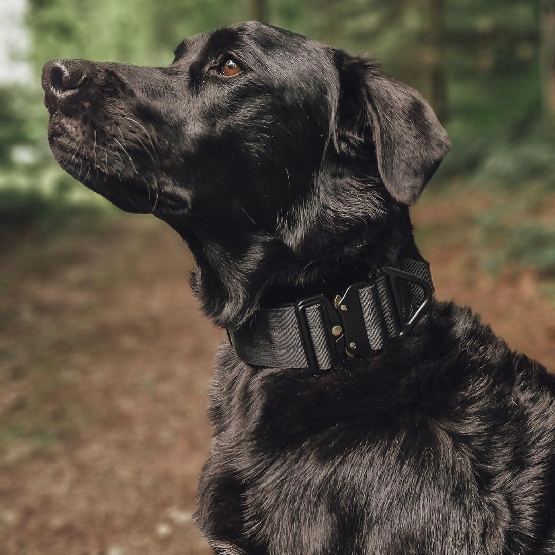 Taktisches Hundehalsband in Schwarz mit Sicherheitsschnalle