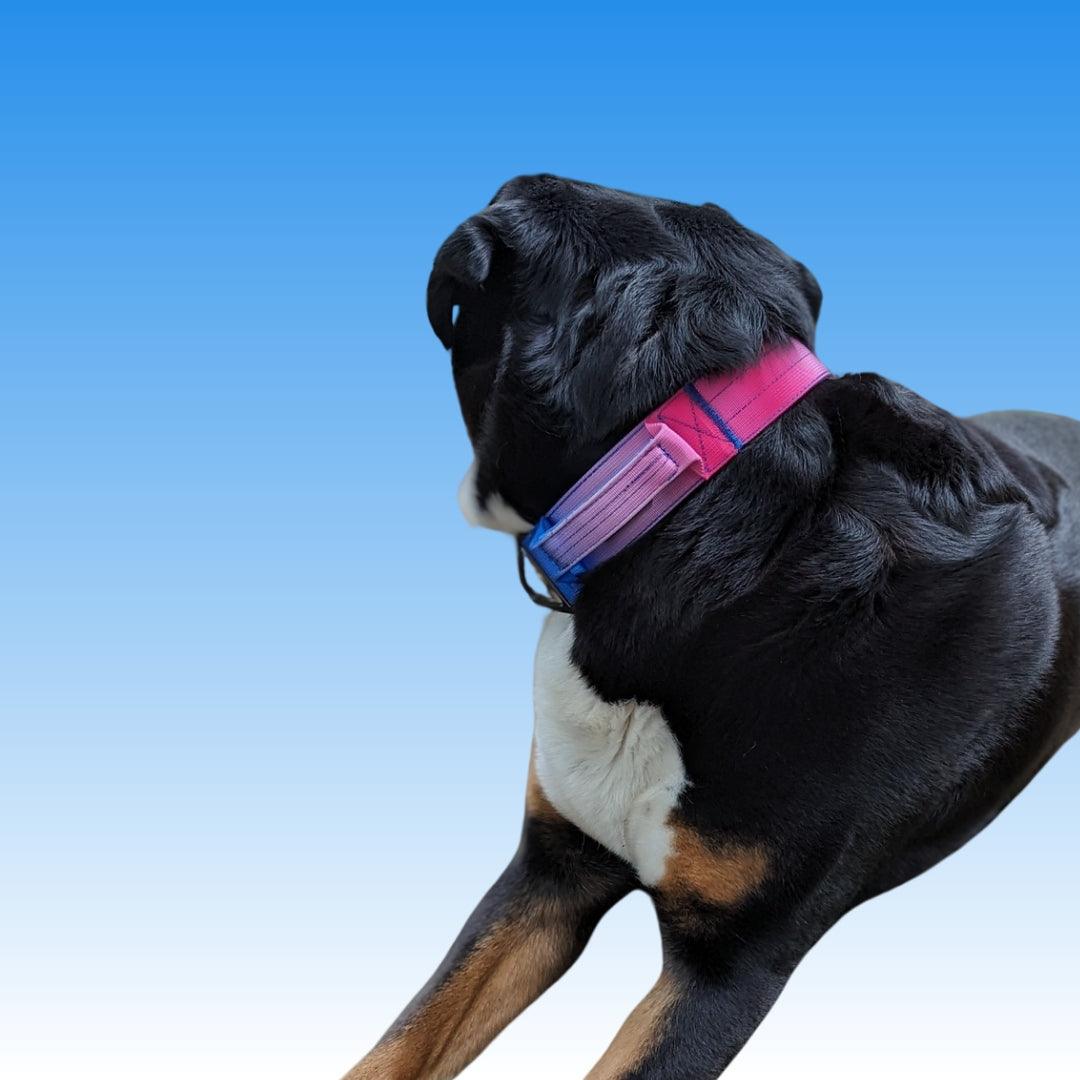 Taktisches Hundehalsband mit Haltegriff an Großer Schweizer Sennenhund in Pink Blau 