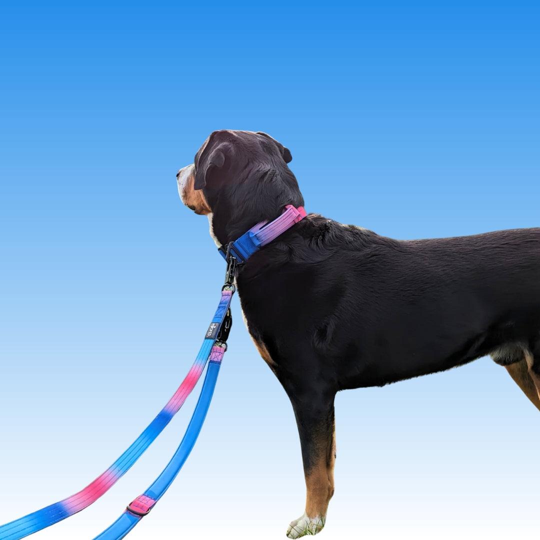 Taktisches Halsband und Leine an Großer Schweizer Sennenhund in Pink Blau 