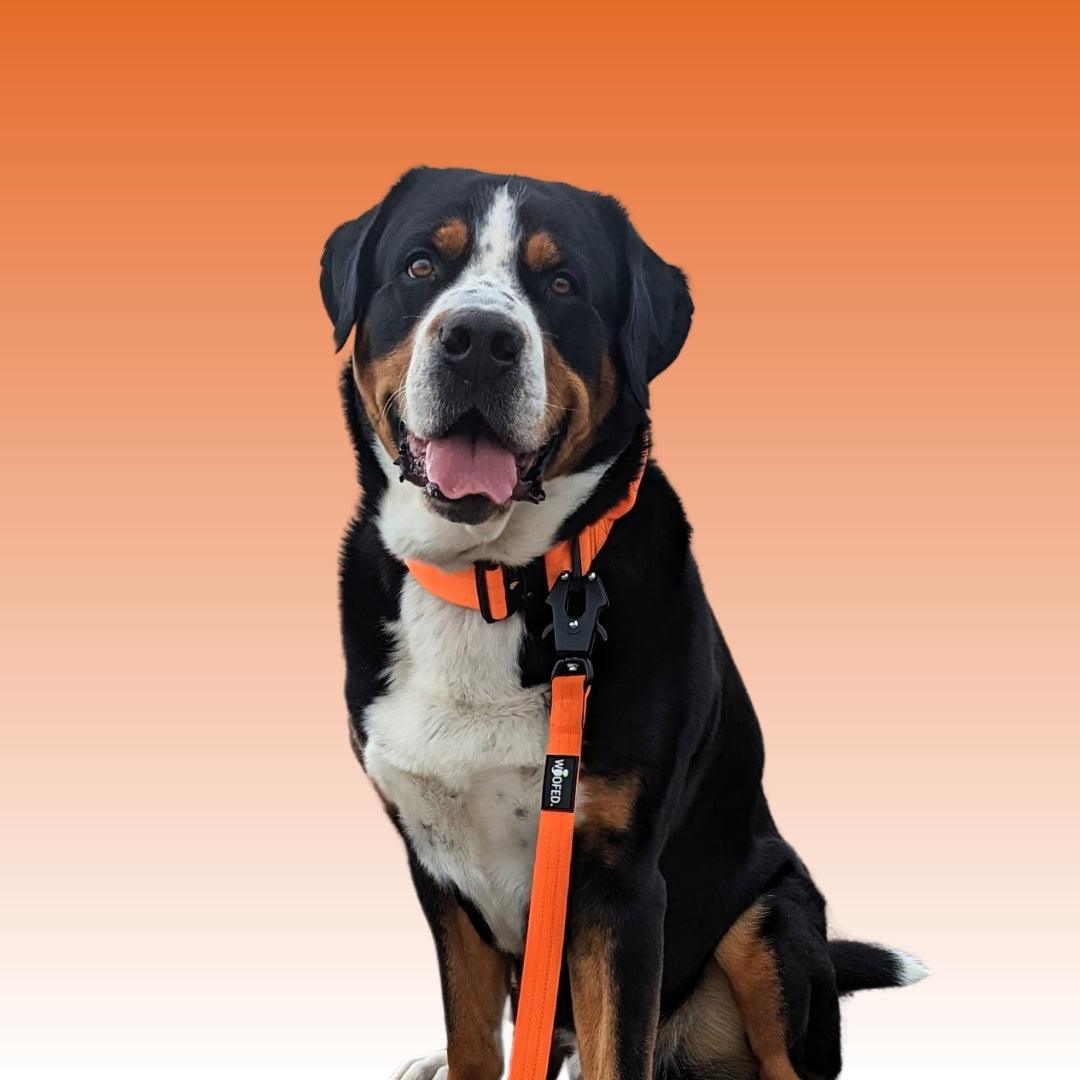 Nylon Hundeleine an Großer Schweizer Sennenhund in Orange 