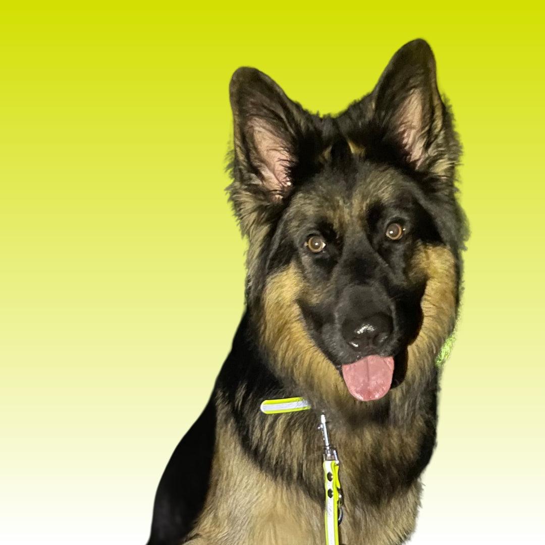 Reflektierendes Biothane Hundehalsband - sicher durch die dunkle Jahreszeit - Neongelb