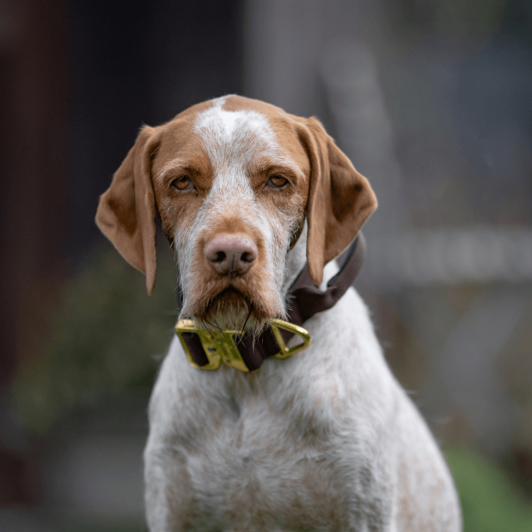 Nylon Tactical Halsband DARK BROWN - WOOFED.