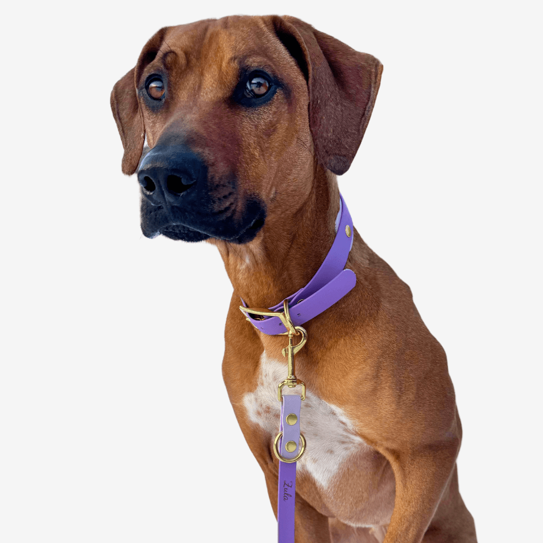 Biothane Halsband LAVENDER - WOOFED.