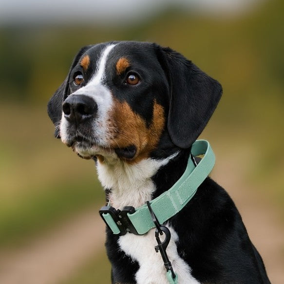 Appenzeller Sennenhund mit taktischem Hundehalsband in Jade Grün 