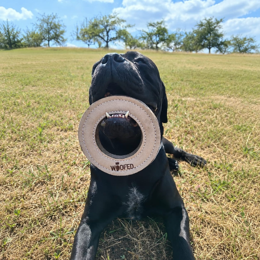Ring wie eine Frisbee in der Schnauze eines Cane Corso - natürliches Hundespielzeug 