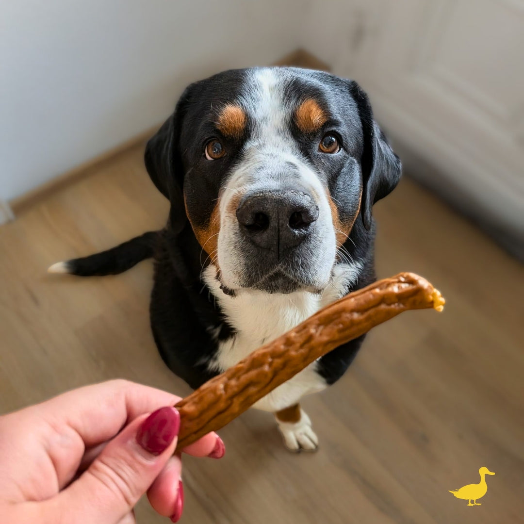 Hand mit pinkem Nagellack hält braune Enten-Kabanossi schräg vor aufmerksamem Sennenhund auf Holzfußboden