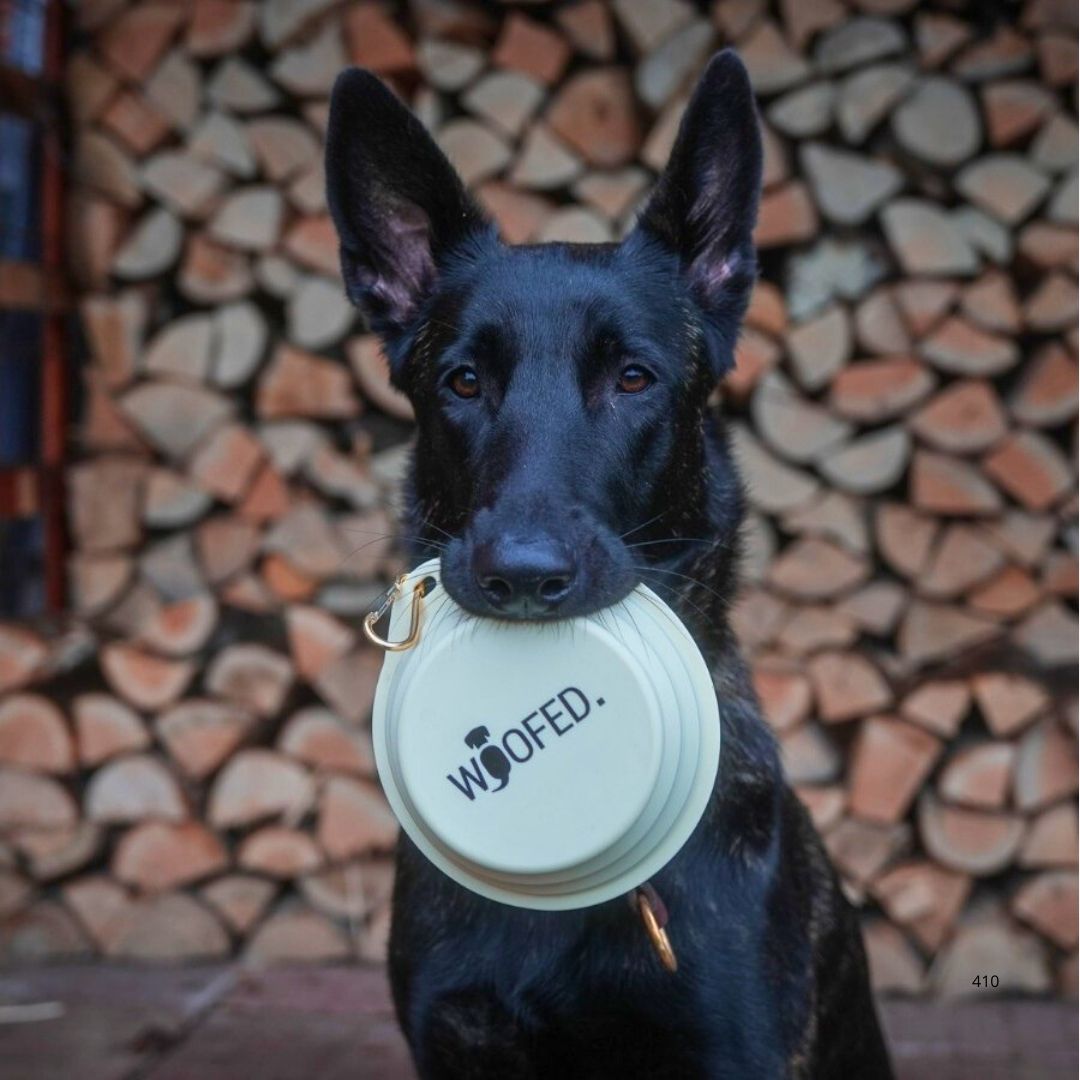 Schwarzer Hund hält hellgrünen, zusammengefalteten Reisenapf (500 ml) mit WOOFED-Logo vor Holzstapel